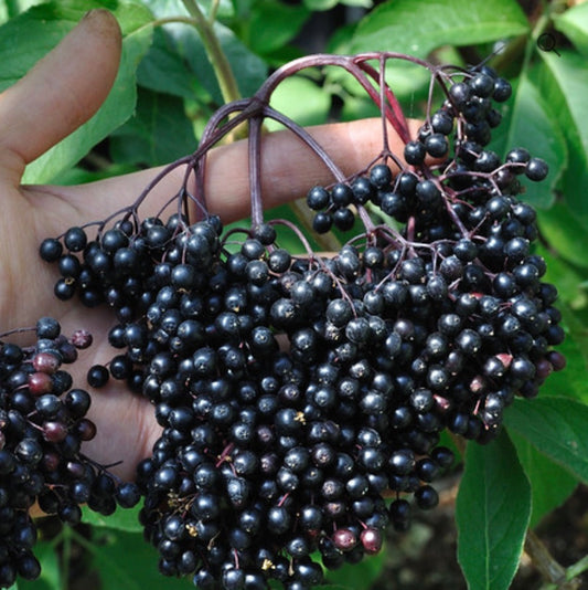 Elderberry Jelly