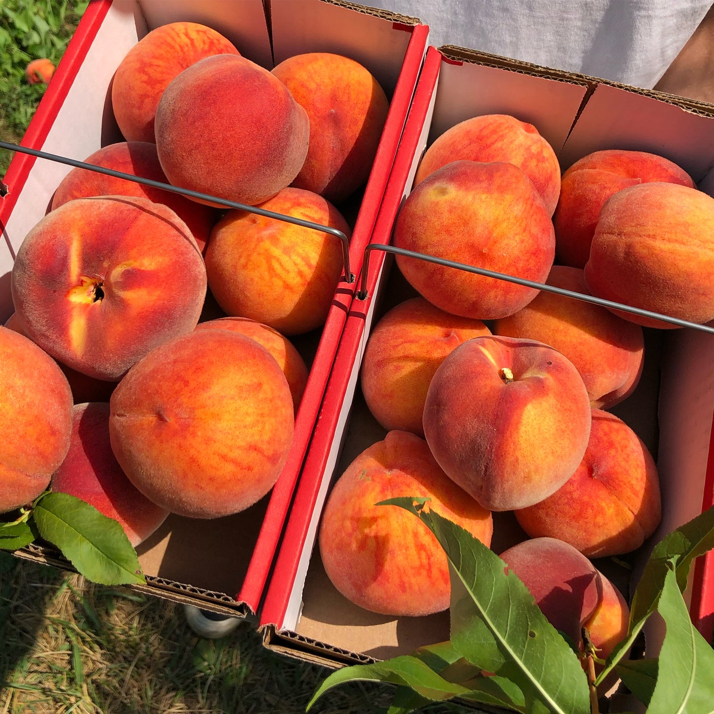 Triple B's Own Peach Box