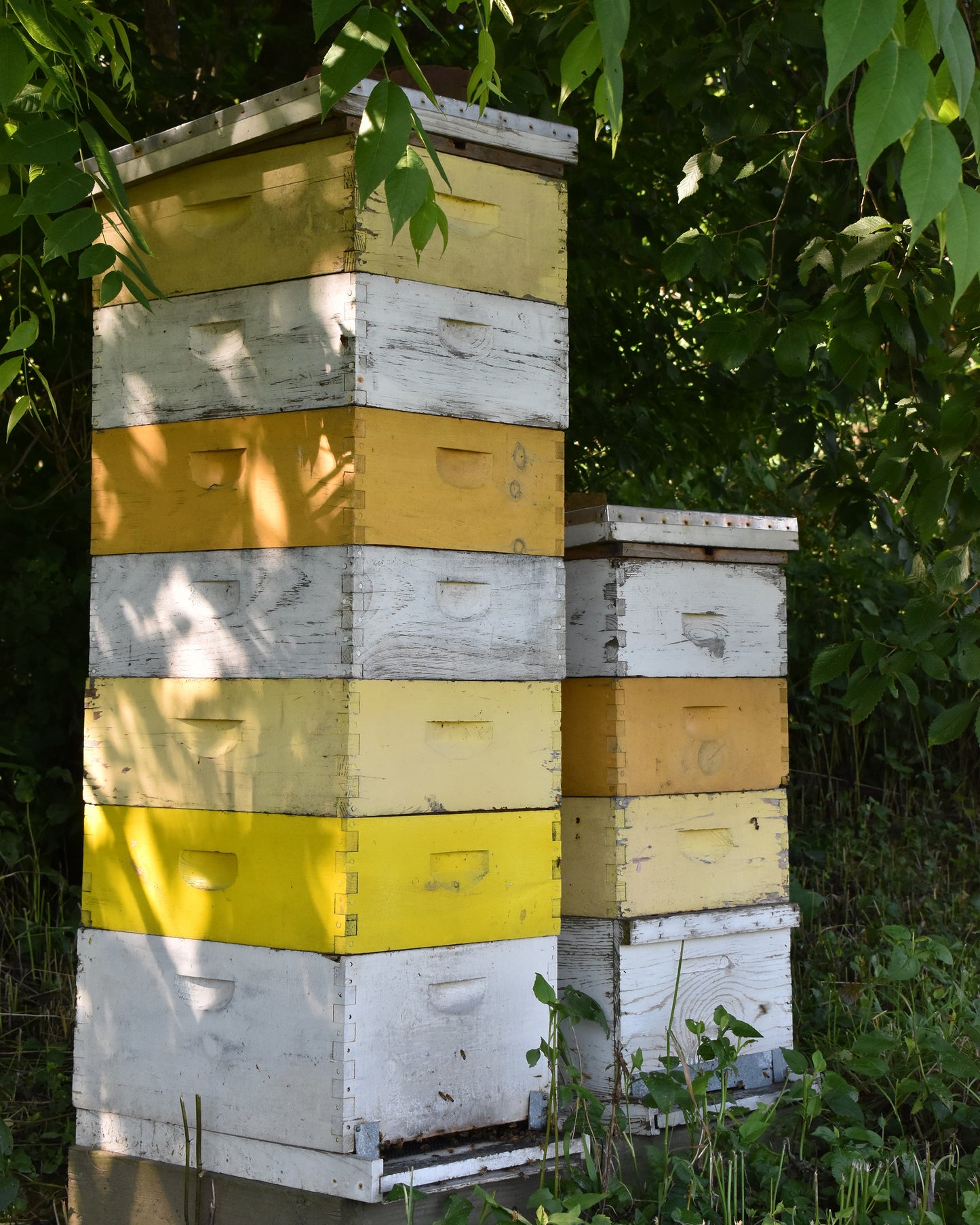 BBB Clover Honey