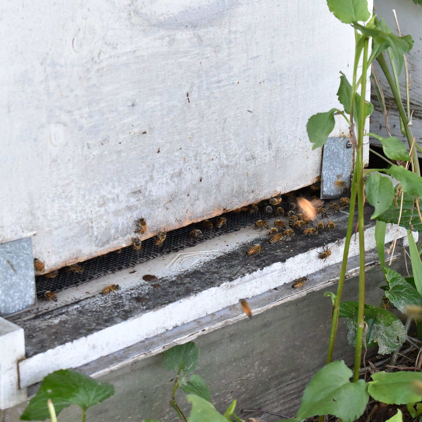 BBB Clover Honey
