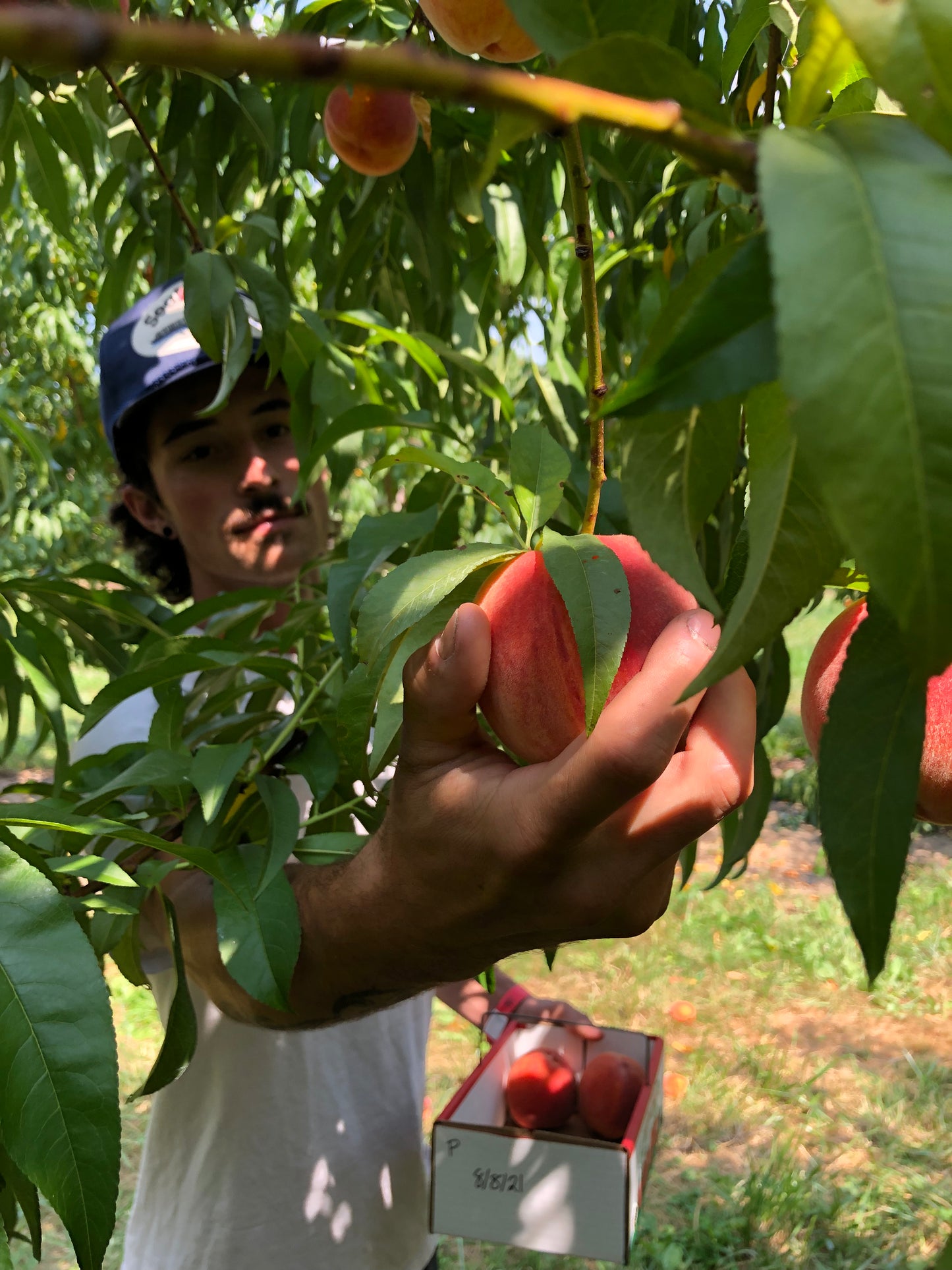 Triple B's Own Peach Box