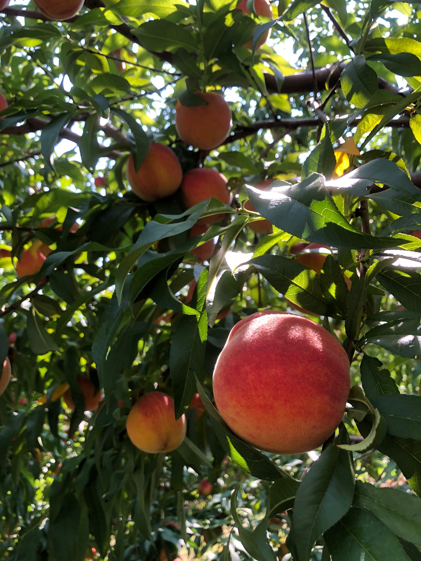 Triple B's Own Peach Box