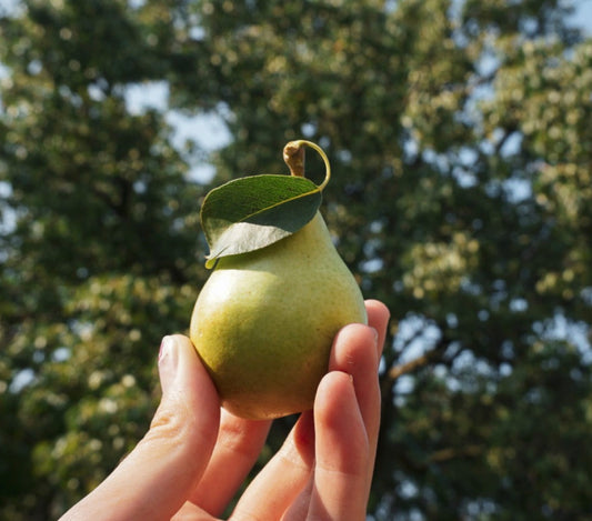 Pear Preserves