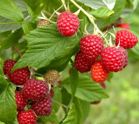 Red Raspberry Jam (No Sugar)