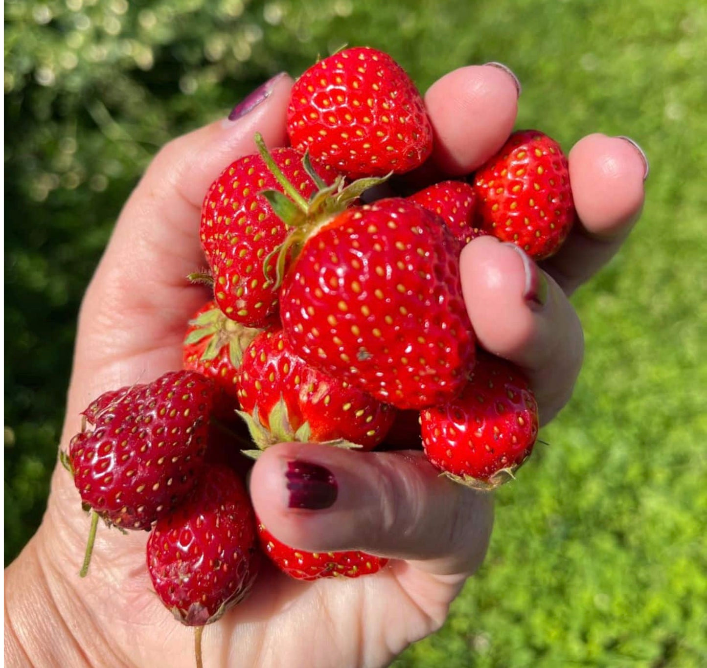 Strawberry Jam