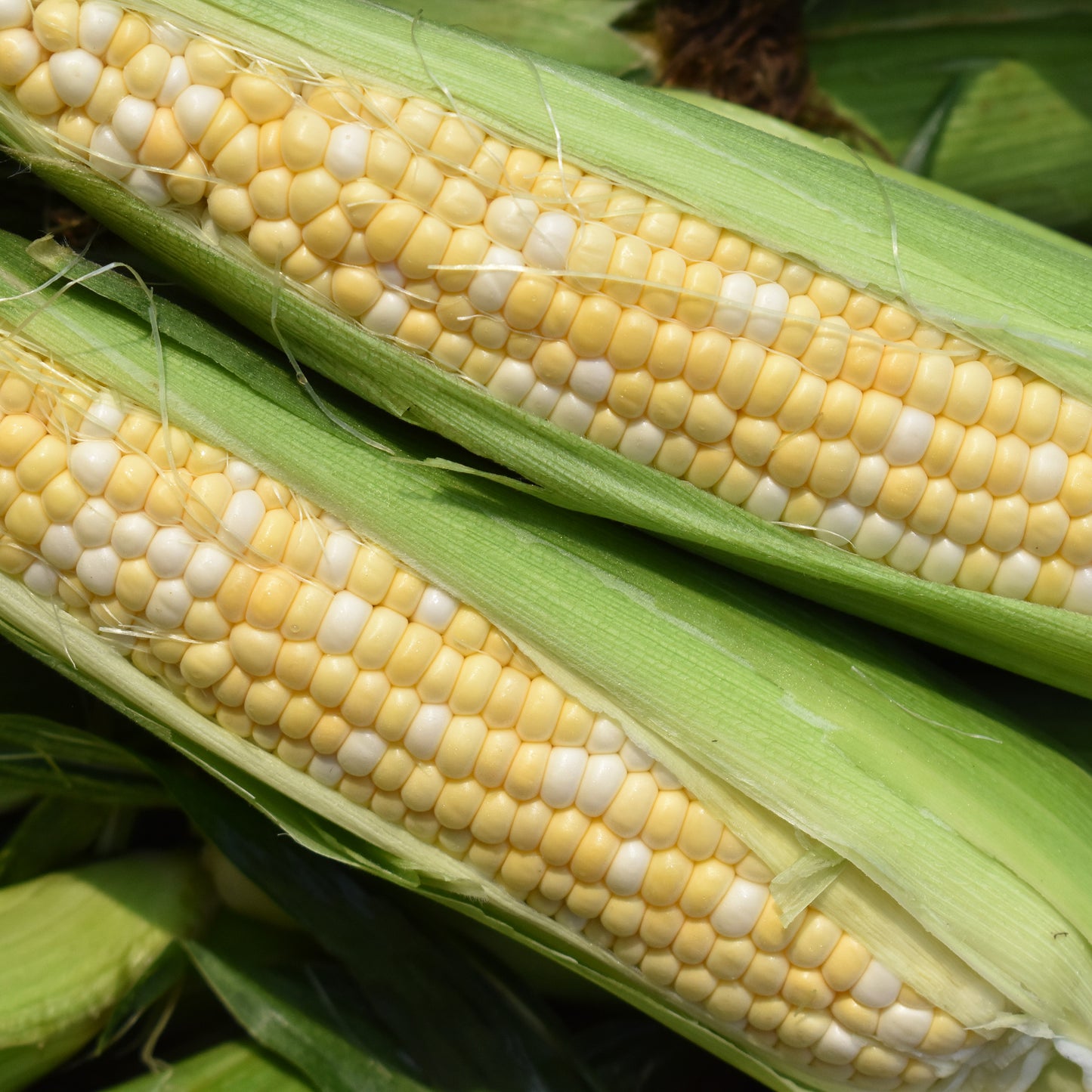 Sweet Corn - Triple B's OWN is HERE!!