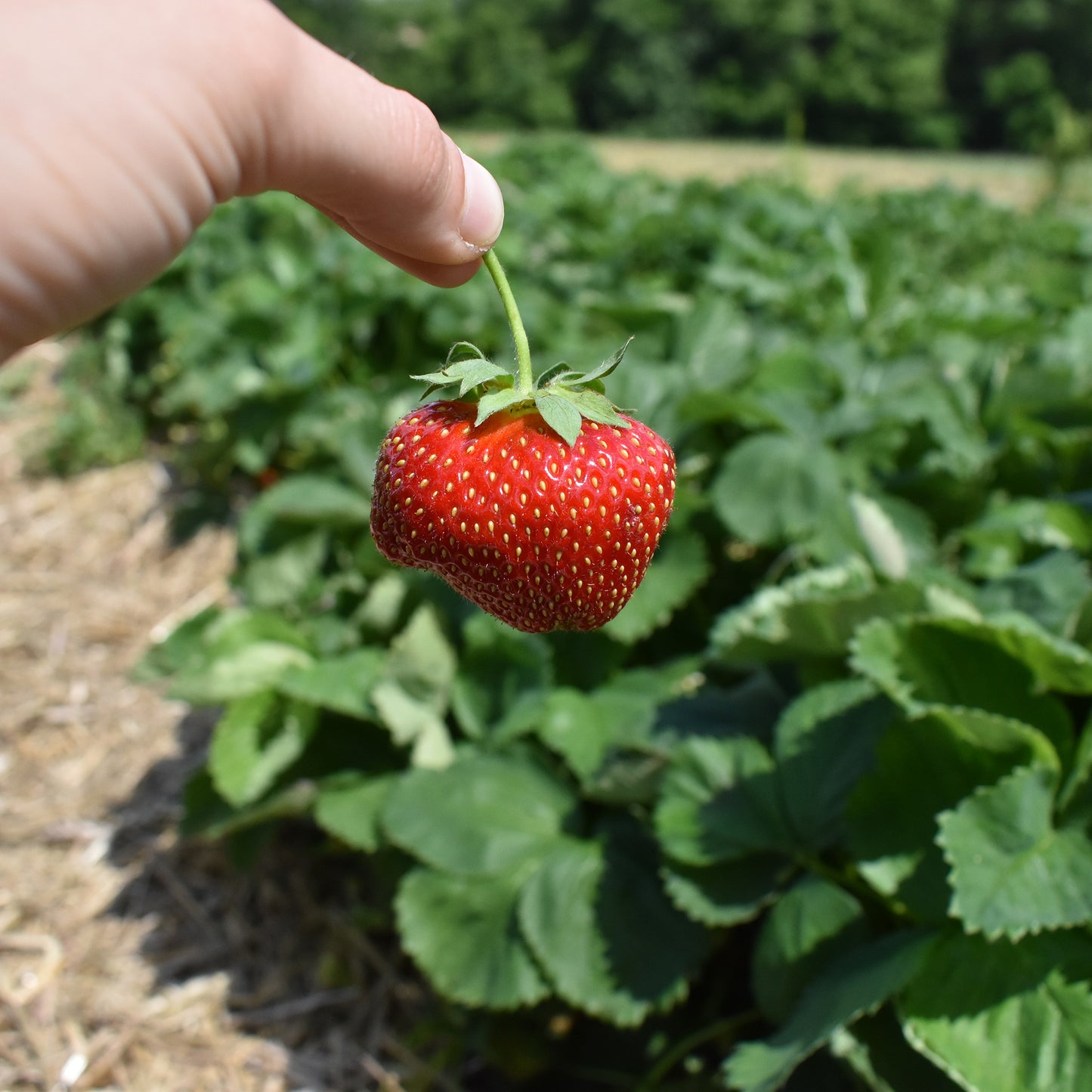 FRESH Triple B Strawberries