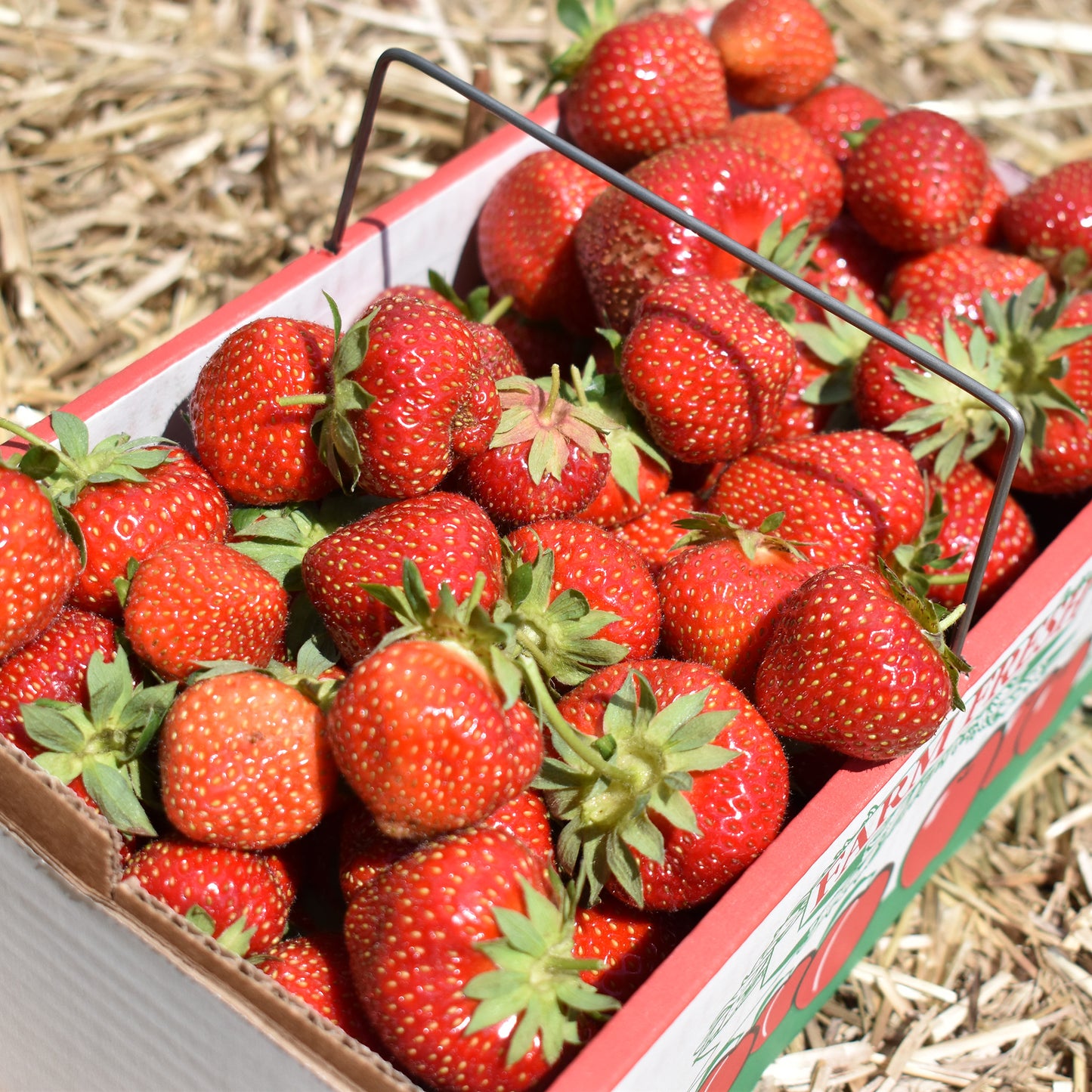 FRESH Triple B Strawberries