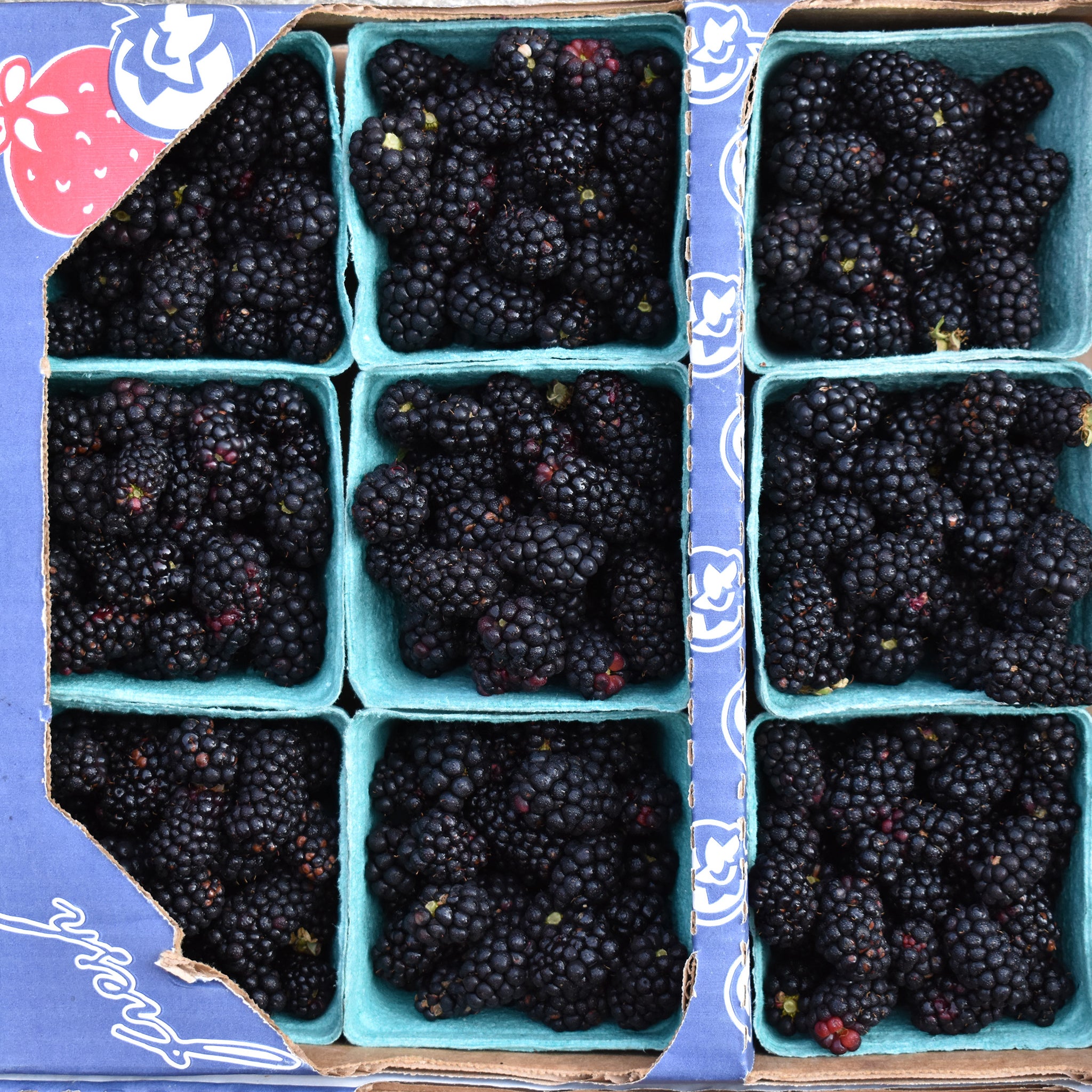 blackberry fruit